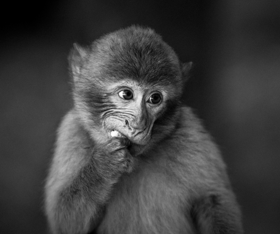 Monkey eating nuts